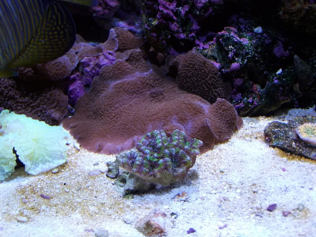 coral020.jpg