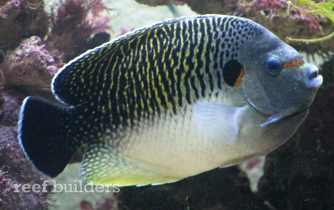 apolemichthys-kingi-angelfish.jpg