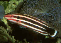 Bodianus_opercularisAQ.jpg