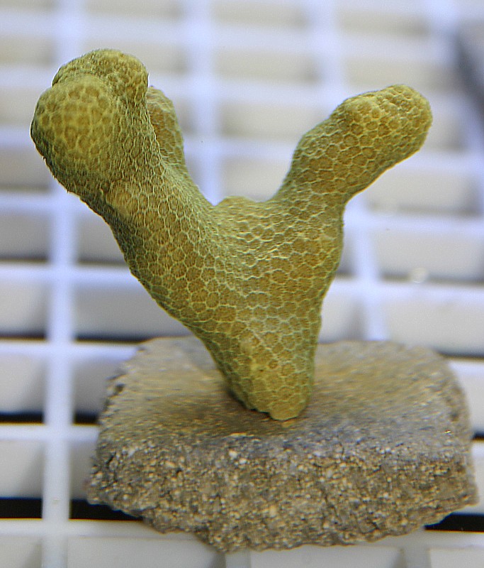 yellow%20branching%20porites%20frag%20for%20auction.jpg