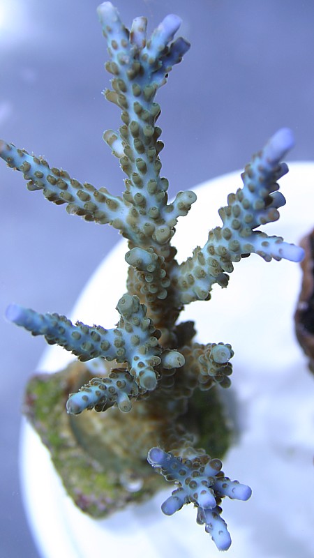 blue%20staghorn%20acro.jpg