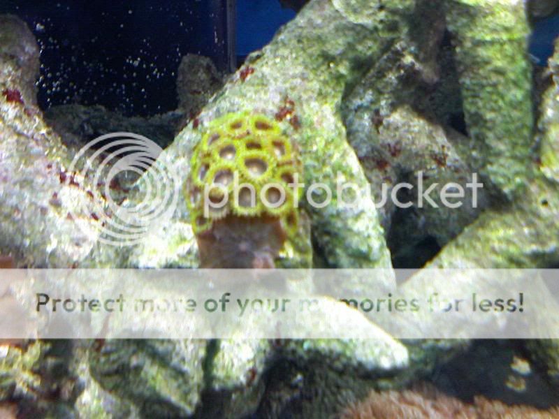 zoas.jpg