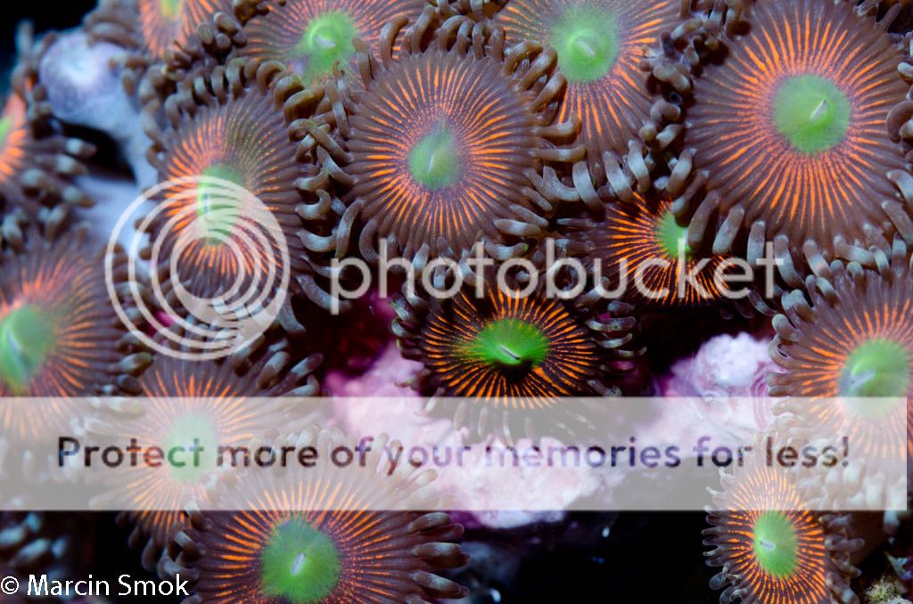 zoanthids_zps88b1cb62.jpg