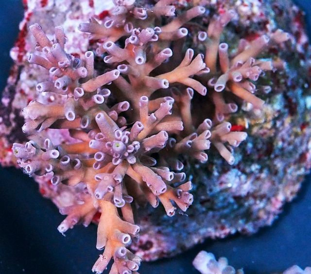 tn_HP%20M1564%20129%20Deepwater%20Rare%20Acropora%20speciosa_zpsylnocwvk.jpg