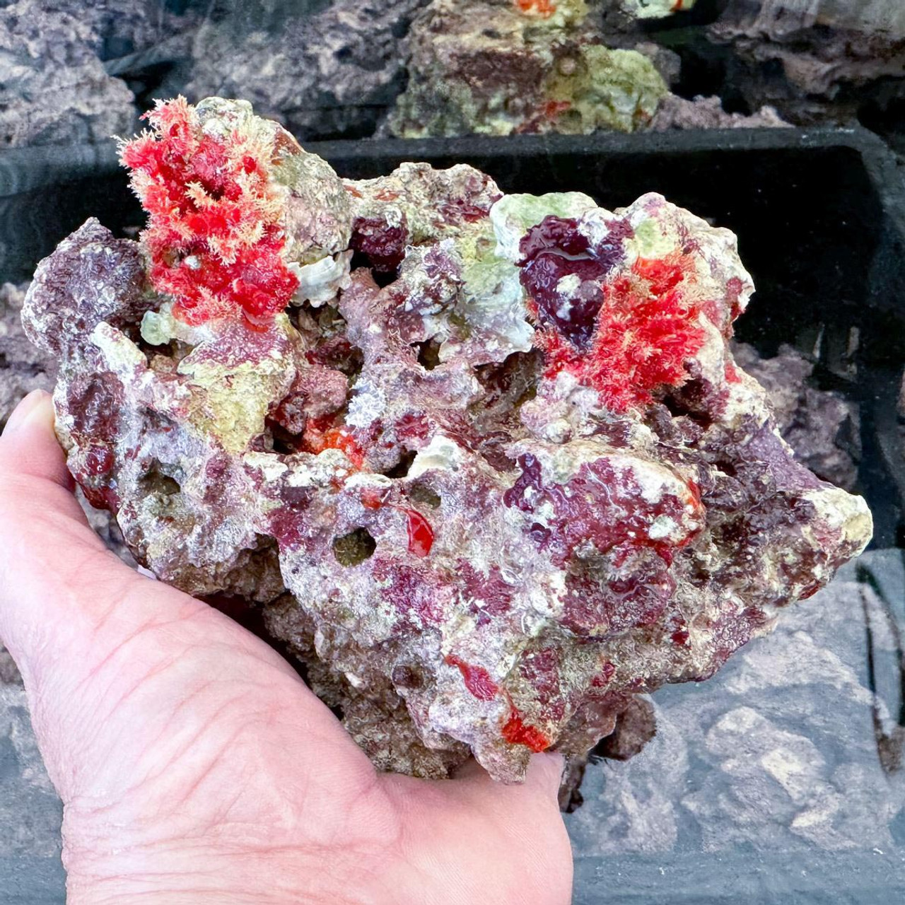 reefbuilders.com