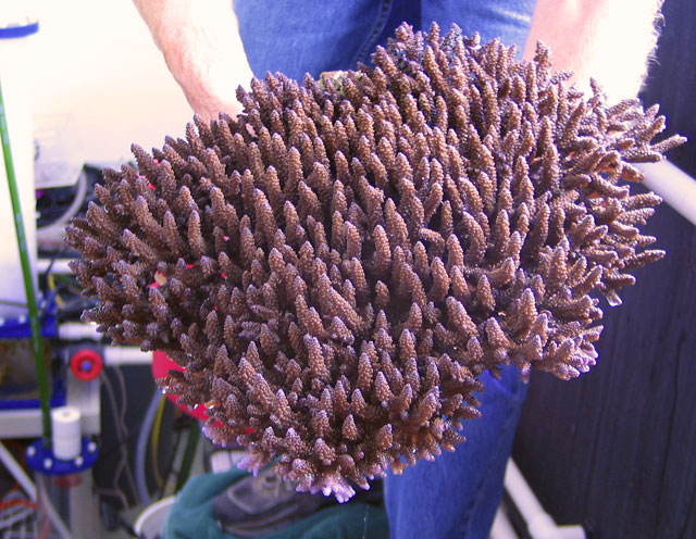 Spider-Coral-oot.jpg