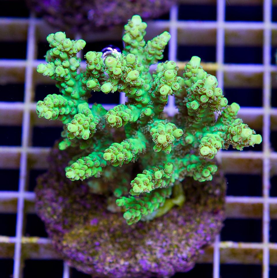 a-new-coral_5-4.jpg
