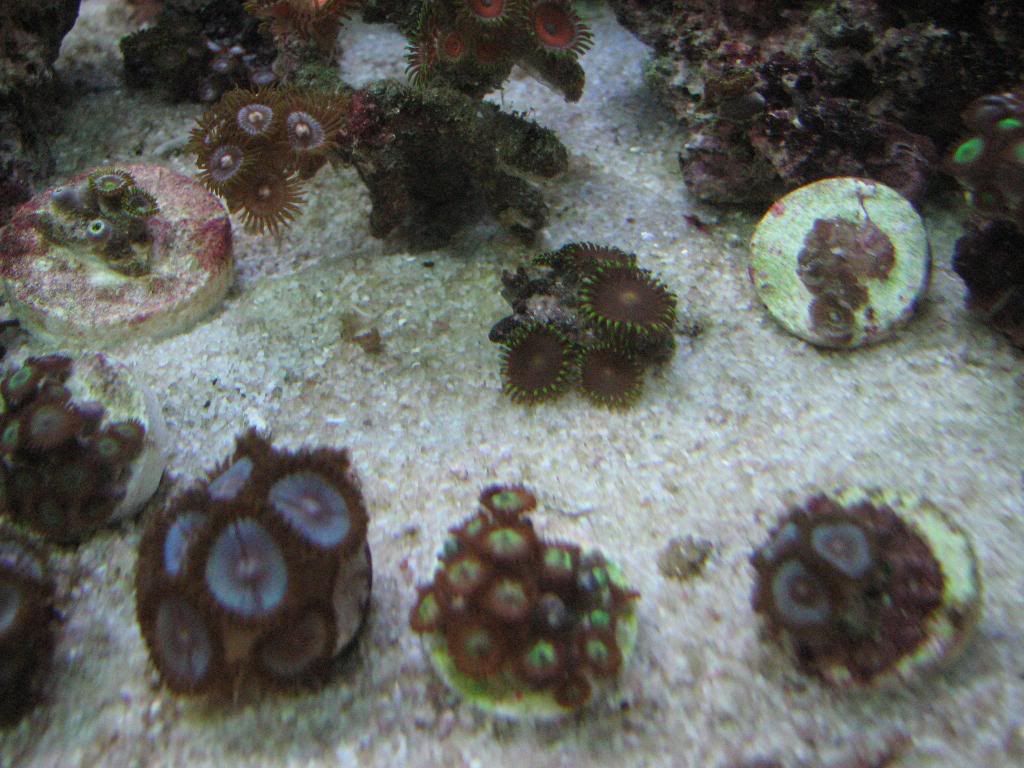 Reef-Gorgonians031.jpg