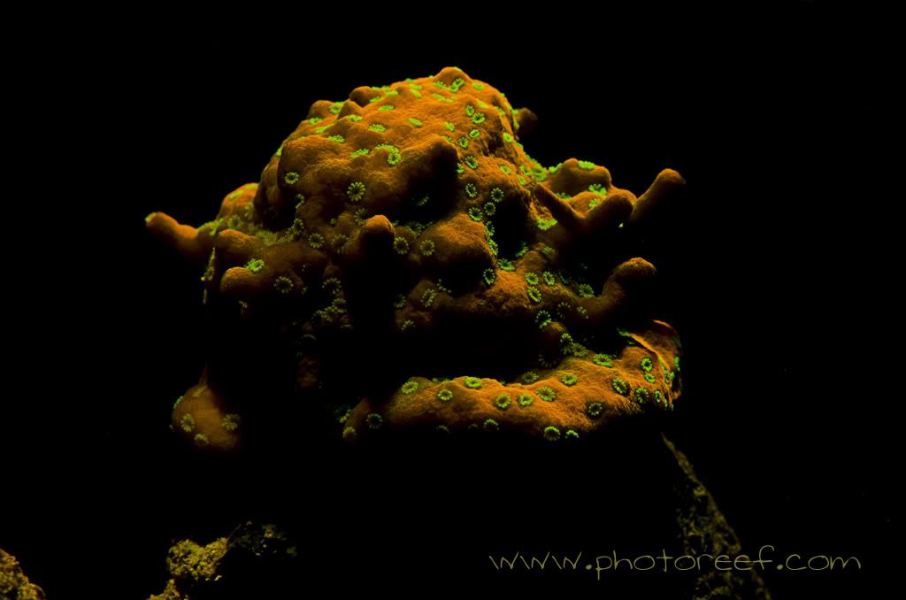 montipora.jpg