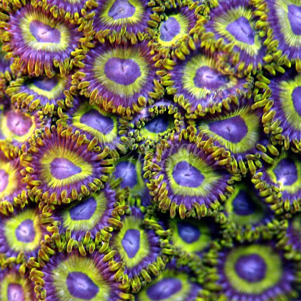 japaneseDeepwaterZoanthid37-10P30.jpg