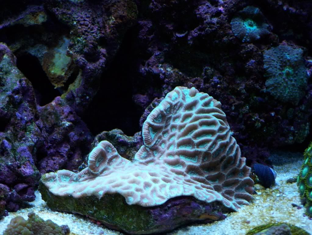 coral014.jpg