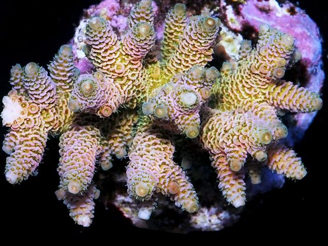 tn_HP%20M1226%2099%20Pastel%20Rainbow%20Acropora%20millepora_zpsaltjvxjt.jpg