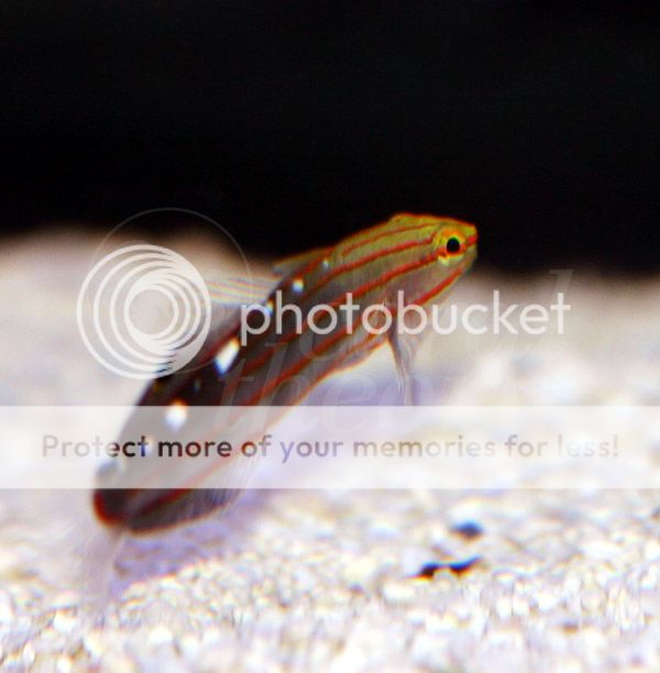 goby1_zps9f92a086.jpg