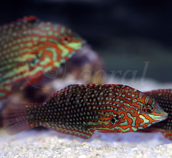 wrasse-2_zps3769e418.jpg