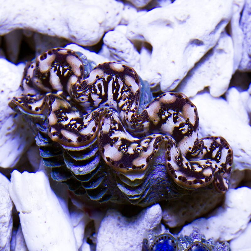 clam021b.jpg~original
