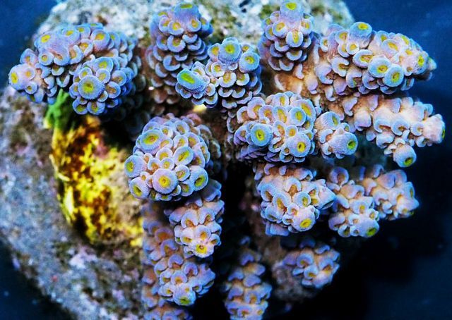 tn_HP%20M1550%2099%20%20Blue%20tip%20Acropora%20tenuis_zpswvkxxiek.jpg