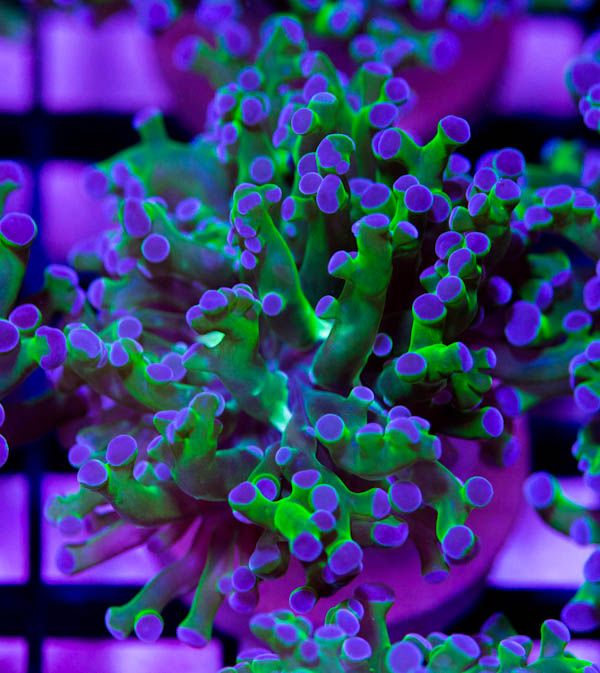 B73Frogspawn15_zpsf065e0ff.jpg