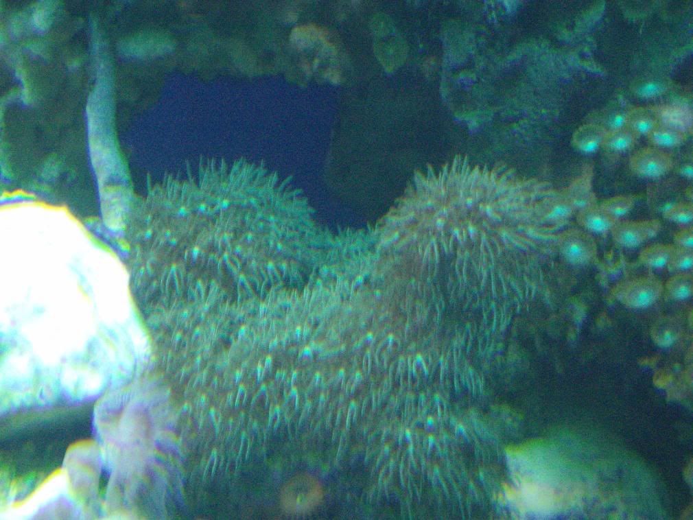 jayfish020-1.jpg