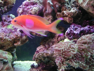 Anthias.jpg