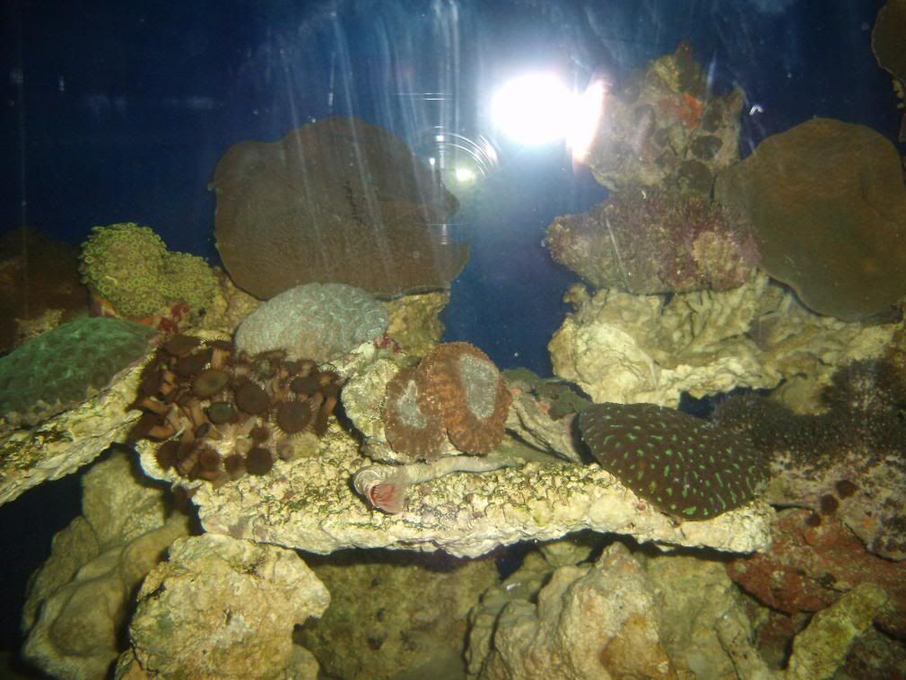 jayfish031.jpg