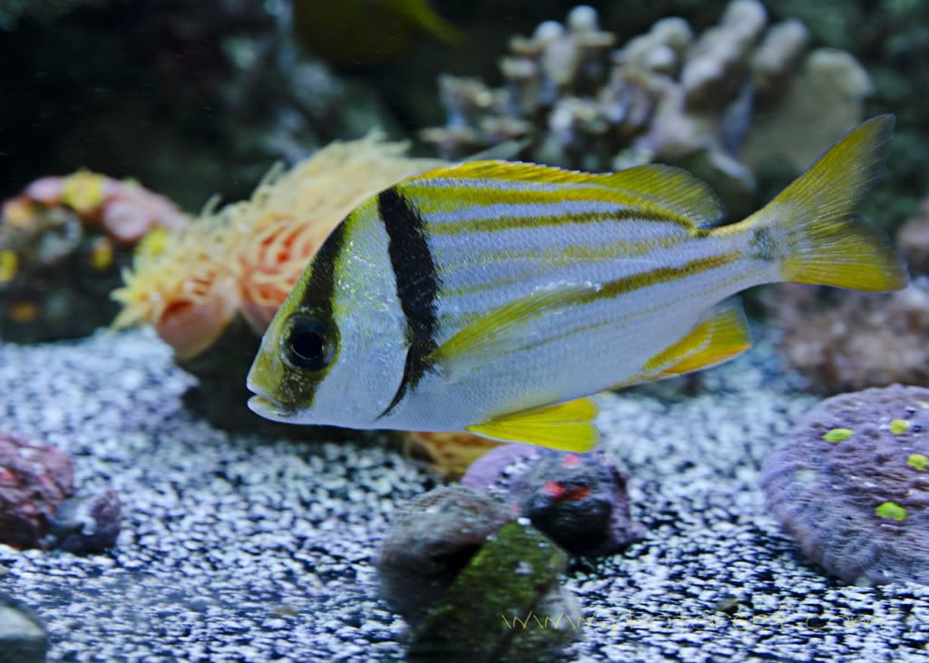 porkfish.jpg