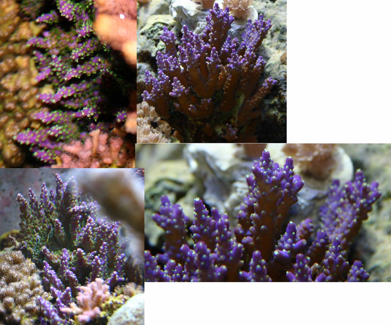 purple-green-acro.jpg