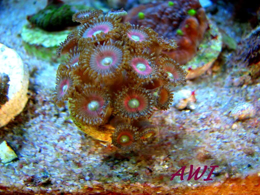 1PacificEastzoa071.jpg