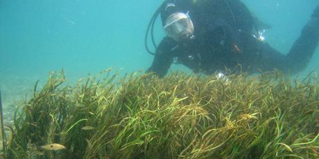 SCCZEN_290111HOSSPLSEAGRASS1_460x230.JPG