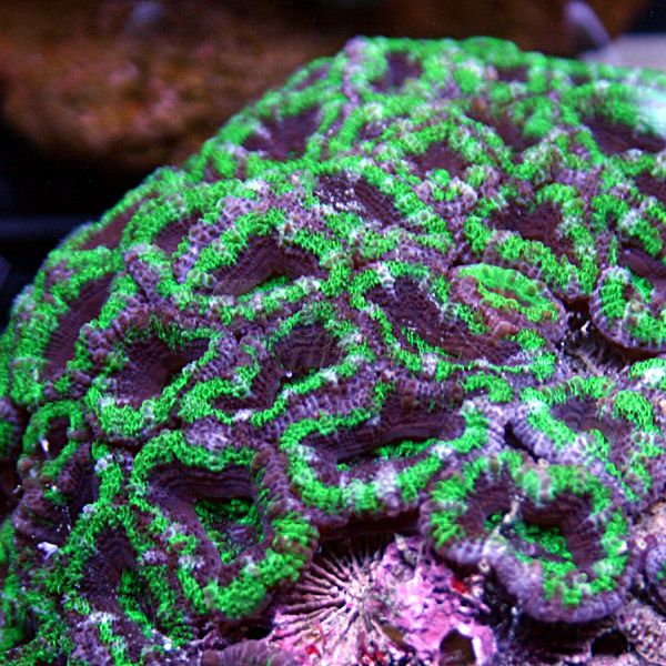 acan6.jpg