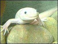 _44322884_axolotl_203.jpg