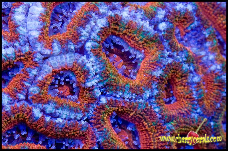 NewCorals070copy.jpg