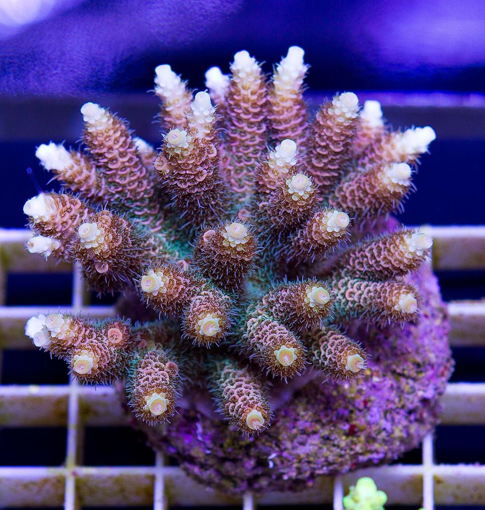 a-new-coral_6-2.jpg