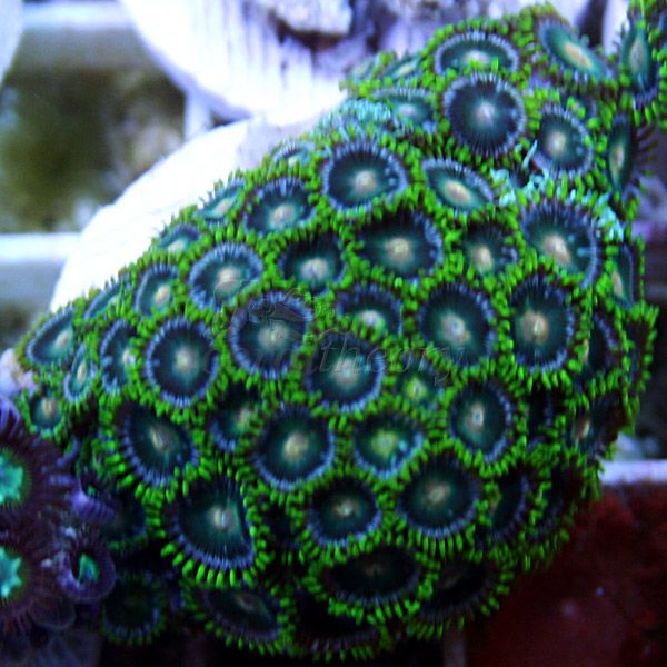 zoa6.jpg