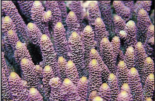 Acropora_millepora003.jpg