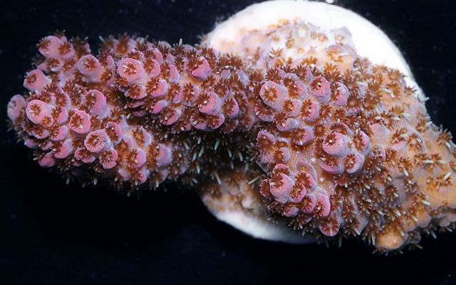 tn_F%20O1835%2034%20Table%20Acropora_zpsazx2xlyw.jpg