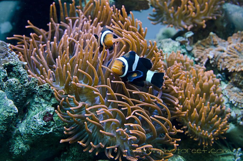 clownfishhostinganemone.jpg