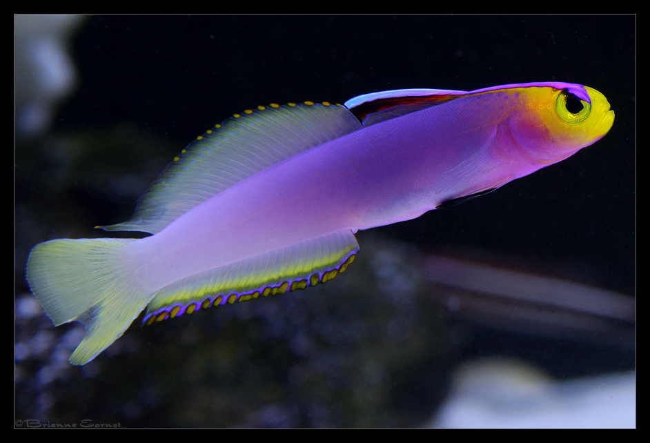 helfrichi_firefish_ii_by_oobrieoo-d38tqkd.jpg