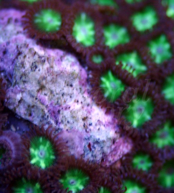 zoa12_zpsf07c4139.jpg