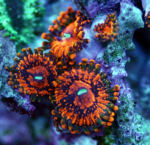 zoa4.jpg