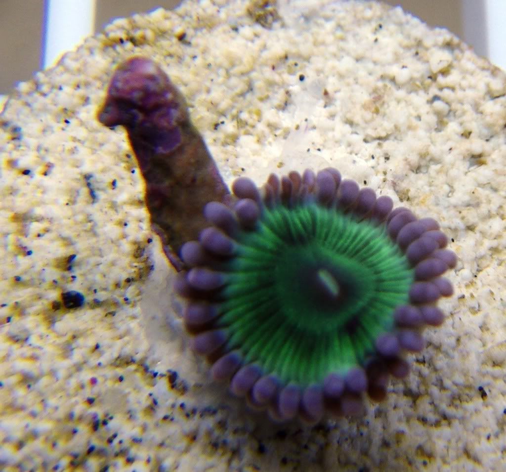 zoa2.jpg