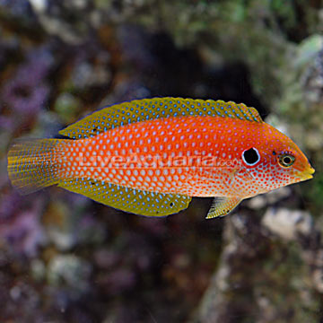 p-37172-kuiteri-wrasse.jpg