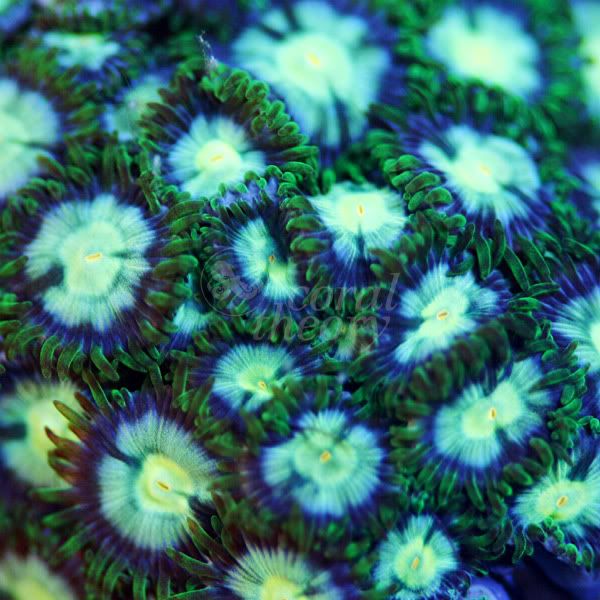 japaneseDeepwaterZoanthid27-10P30.jpg