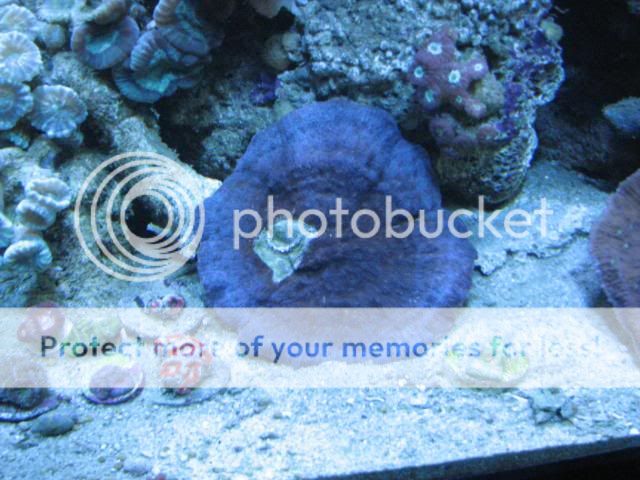 Reef1-10-2012023.jpg