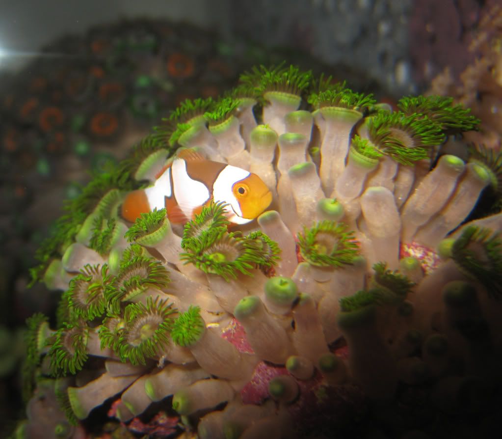 Babyclownsleepinginzoas2.jpg