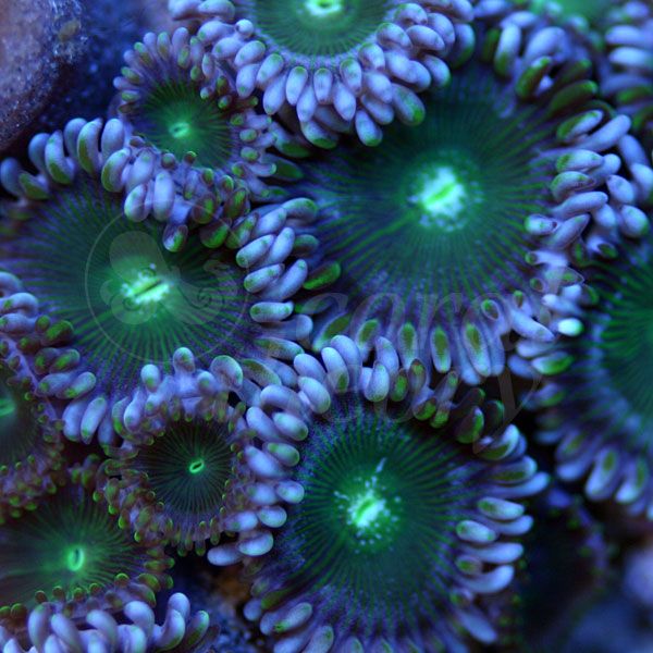 zoa6-3_zps15e44586.jpg