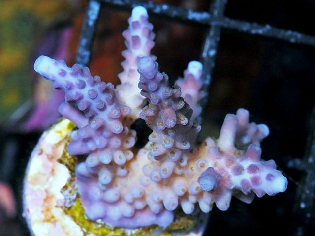 tn_AU%20JL2441%2079%20Purple%20tip%20Acropora_zpsngwq1ojo.jpg