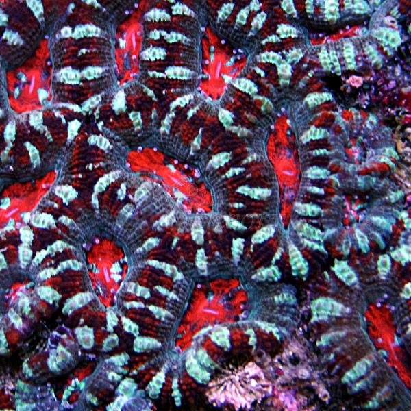 acan4-1.jpg