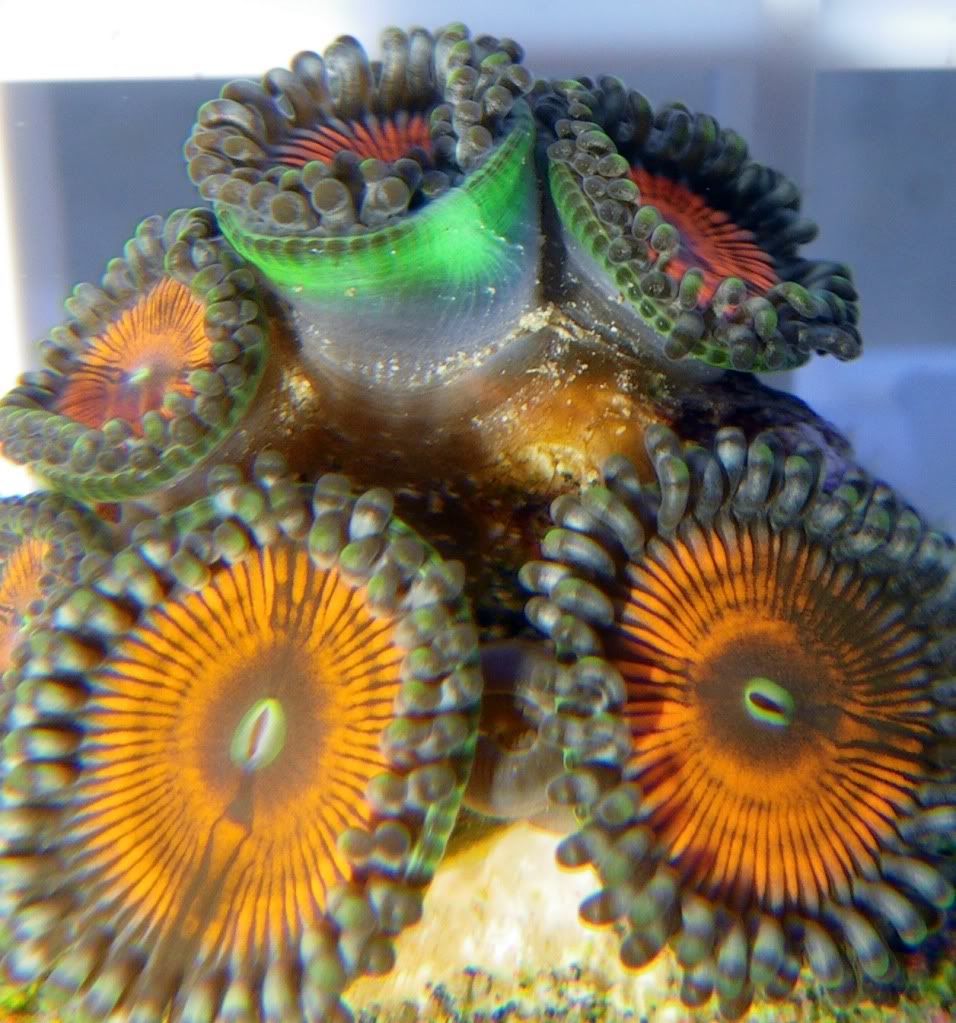 zoa8.jpg