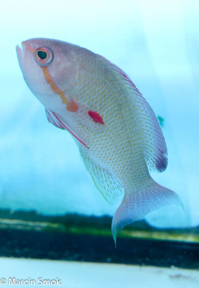 anthias2.jpg