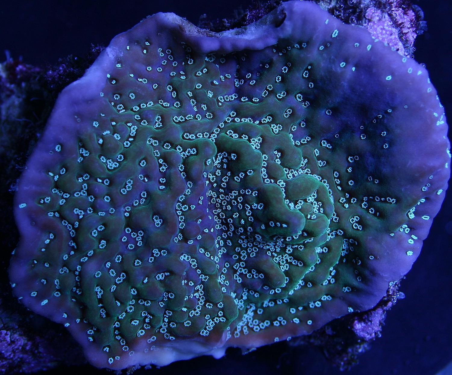 montipora%20undata%20large%20pic.jpg